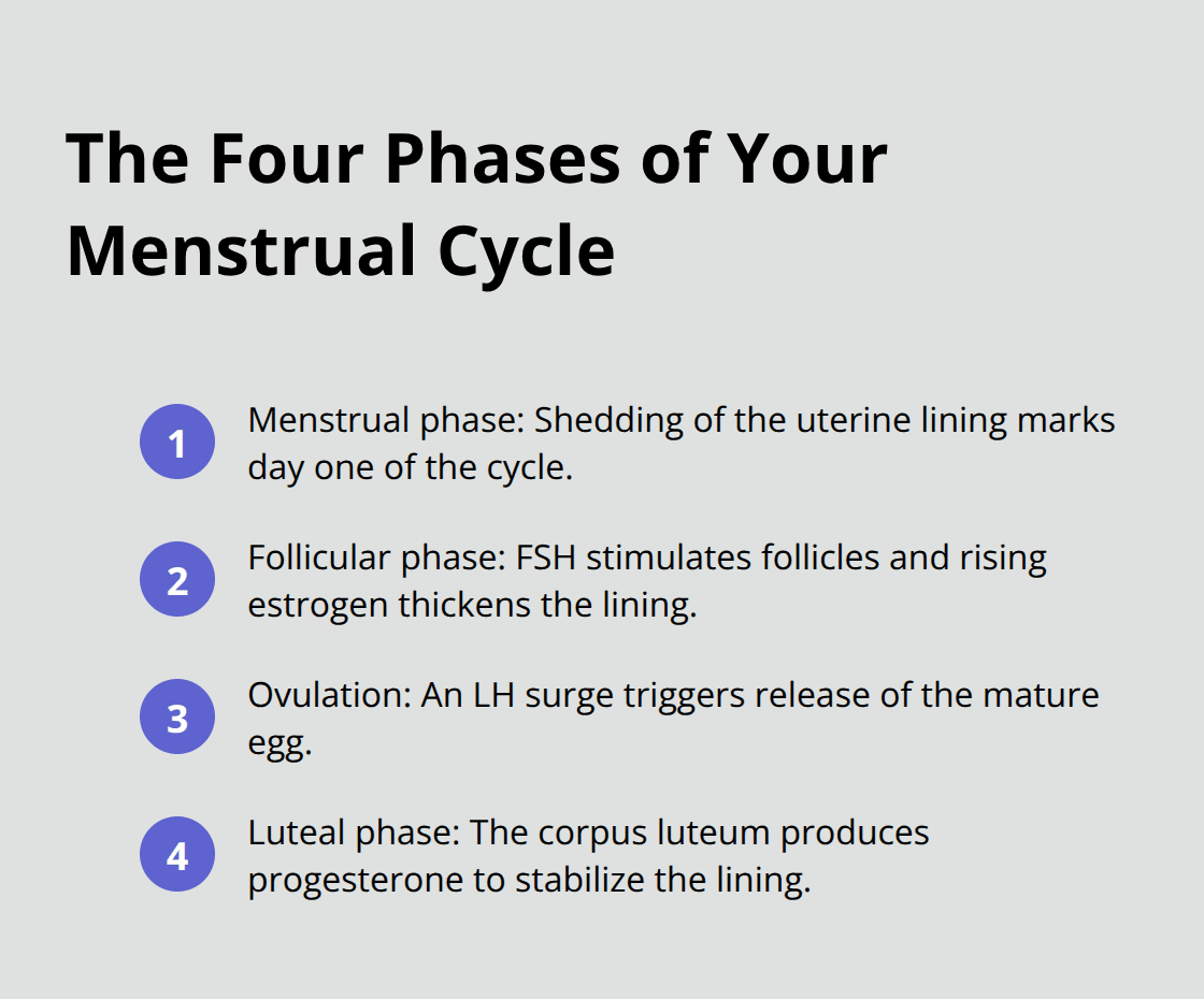 A compact list showing the four phases of the menstrual cycle with brief explanations.